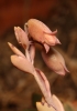 Kalanchoe fedtschenkoi Raym.-Hamet & H.Perrier