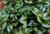 Lamium galeobdolon (L.) L. 'Variegatum'