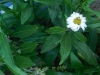 Leucanthemum maximum ? 3/6