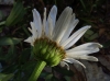 Leucanthemum maximum ? 4/6