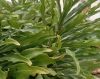 Lilium candidum ? 1/2