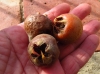 Mespilus germanica L.