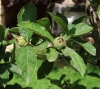 Mespilus germanica L.