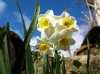 Narcissus tazetta ? 2d2