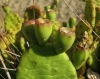 Opuntia humifusa (Raf.) Raf.