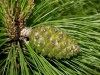 Pinus canariensis C.Sm.