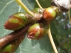 Populus tremula ? 2 de 5