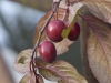 Prunus cerasifera Ehrh. 'Pissardii' Prunus cerasifera Ehrh. 'Pissardii'