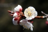Prunus domestica L.