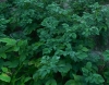 Solanum tuberosum L.