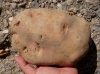 Solanum tuberosum L.