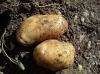 Solanum tuberosum 'Baraka'