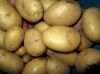 Solanum tuberosum L. 'Kennebec'