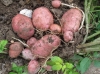 Solanum tuberosum L. 'Red Pontiac'