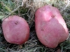 Solanum tuberosum 'Rudolph' ?