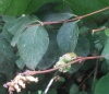 Symphoricarpos albus (L.) S.F.Blake