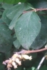 Symphoricarpos albus (L.) S.F.Blake