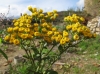 Tanacetum balsamita L.
