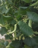 Tilia cordata Mill.