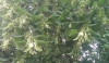 Tilia cordata Mill.