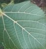 Tilia cordata Mill.