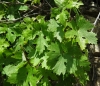 Vitis vinifera L.