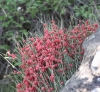 Ephedra distachya L. subsp. distachya