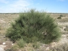 Ephedra fragilis Desf. subsp. fragilis