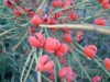 Ephedra major Host