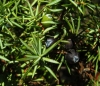 Juniperus communis L. subsp. communis