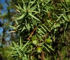 Juniperus communis L. subsp. communis