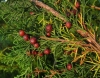 Juniperus phoenicea x Juniperus sabina