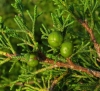 Juniperus phoenicea x Juniperus sabina