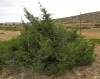Juniperus sabina x Juniperus thurifera