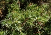 Juniperus communis L. subsp. hemisphaerica (C. Presl) Nyman