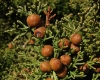 Juniperus phoenicea L. subsp. phoenicea