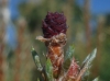 Pinus 1/2