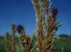 Pinus 2/2