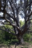 Pinus