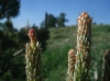Pinus