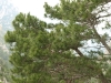Pinus cf. pinaster Aiton
