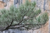 Pinus pinea L.