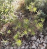 Pinus sp.