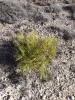 Pinus sp.