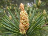 Pinus uncinata Ramond ex DC.