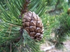 Pinus uncinata Ramond ex DC.