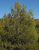 Pinus halepensis Mill.