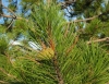 Pinus nigra J.F. Arnold