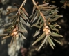 Taxus baccata L.