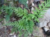Asplenium adiantum-nigrum L.